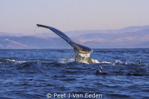Swimming with Southern Right Whales during the recent sar... by Peet J Van Eeden 